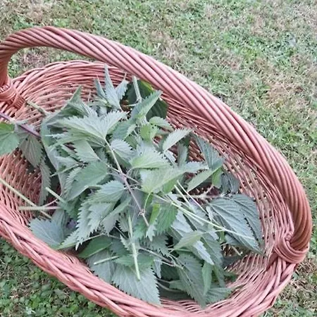 Sunny Karla アパート Dramlje